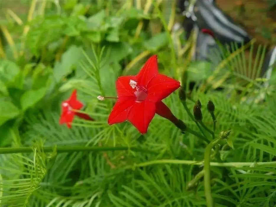 Cypress Vine Red (Ipomoea Pennata Red) a beautiful climbing vine, - Caribbean garden seed