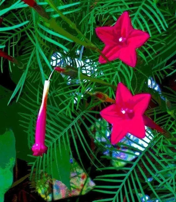 Cypress Vine Red (Ipomoea Pennata Red) a beautiful climbing vine, - Caribbean garden seed