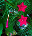 Cypress Vine Red (Ipomoea Pennata Red) a beautiful climbing vine, - Caribbean garden seed