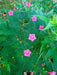 Cypress Vine SEEDS, Rose (Ipomoea Pennata Rose) Easy to grow, fast-growing,Hummingbirds cannot resist. - Caribbean garden seed