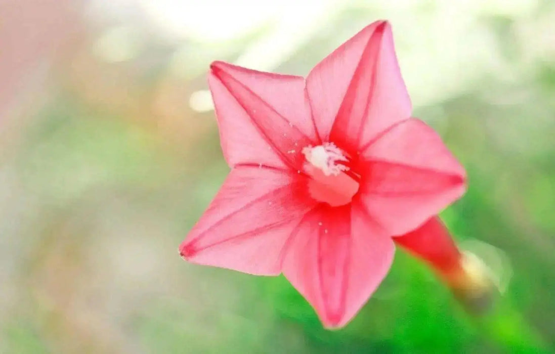 Cypress Vine SEEDS, Rose (Ipomoea Pennata Rose) Easy to grow, fast-growing,Hummingbirds cannot resist. - Caribbean garden seed