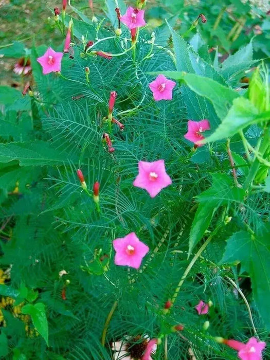 Cypress Vine SEEDS, Rose (Ipomoea Pennata Rose) Easy to grow, fast-growing,Hummingbirds cannot resist. - Caribbean garden seed