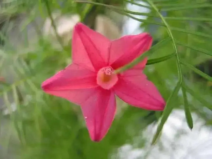 Cypress Vine SEEDS, Rose (Ipomoea Pennata Rose) Easy to grow, fast-growing,Hummingbirds cannot resist. - Caribbean garden seed