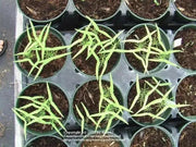 Cypress Vine SEEDS, Rose (Ipomoea Pennata Rose) Easy to grow, fast-growing,Hummingbirds cannot resist. - Caribbean garden seed