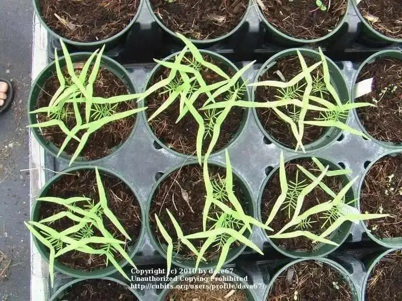 Cypress Vine SEEDS, Rose (Ipomoea Pennata Rose) Easy to grow, fast-growing,Hummingbirds cannot resist. - Caribbean garden seed