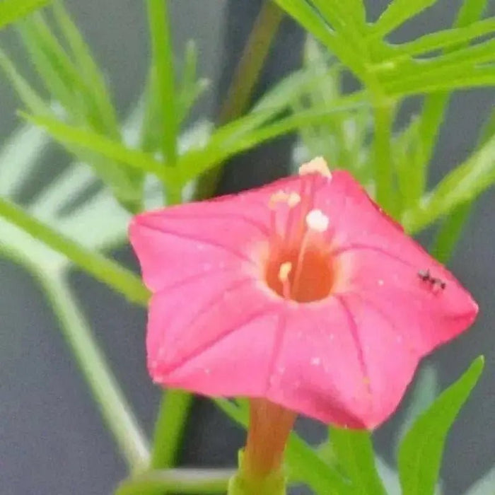 Cypress Vine SEEDS, Rose (Ipomoea Pennata Rose) Easy to grow, fast-growing,Hummingbirds cannot resist. - Caribbean garden seed
