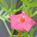 Cypress Vine SEEDS, Rose (Ipomoea Pennata Rose) Easy to grow, fast-growing,Hummingbirds cannot resist. - Caribbean garden seed