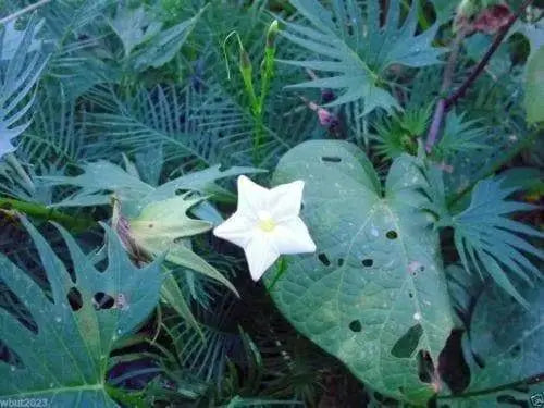 Cypress Vine White ,Hummingbird FLOWERING Vine ! - Caribbeangardenseed