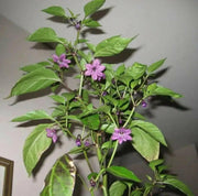 czech black Hot Pepper ,Capsicum annuum,SEEDS - Caribbeangardenseed
