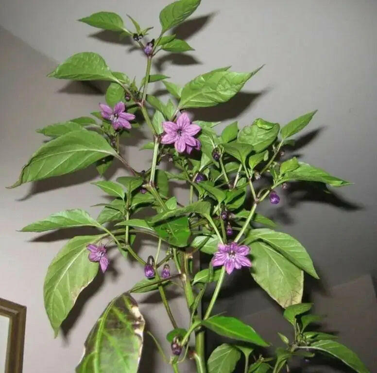 czech black Hot Pepper ,Capsicum annuum,SEEDS - Caribbeangardenseed