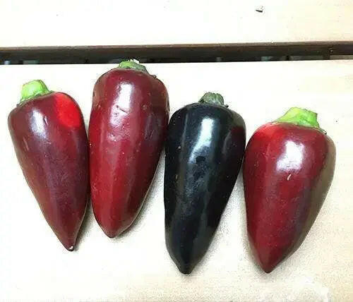 czech black Hot Pepper ,Capsicum annuum,SEEDS - Caribbeangardenseed