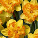 Daffodil BLAZING STARLET Bulbs , Top size 14/16 cm - Caribbean garden seed