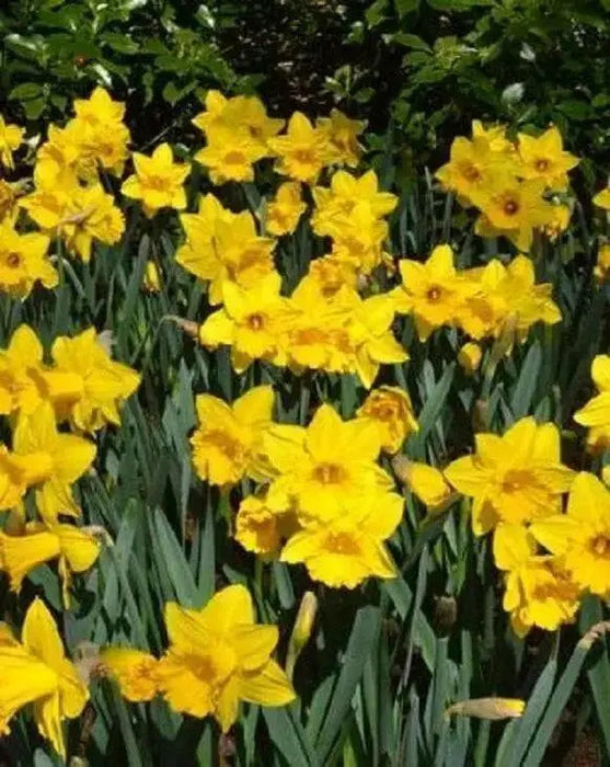 Daffodil Bulb- Eight Week of Blooms , Long lasting, easy care, deer resistant perennials~Fall Planting - Caribbean garden seed