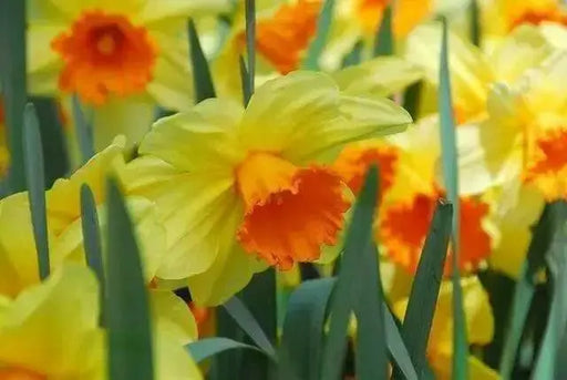 Daffodil Bulb- Fortissimo, Long lasting, easy care, deer resistant perennials - Caribbean garden seed