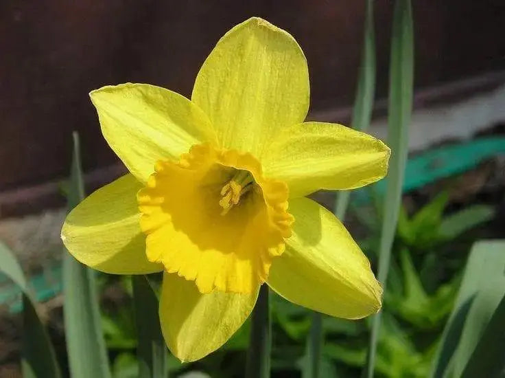 Daffodil Bulb- Mando, Long lasting, easy care, deer resistant perennials~ Fall Planting - Caribbeangardenseed