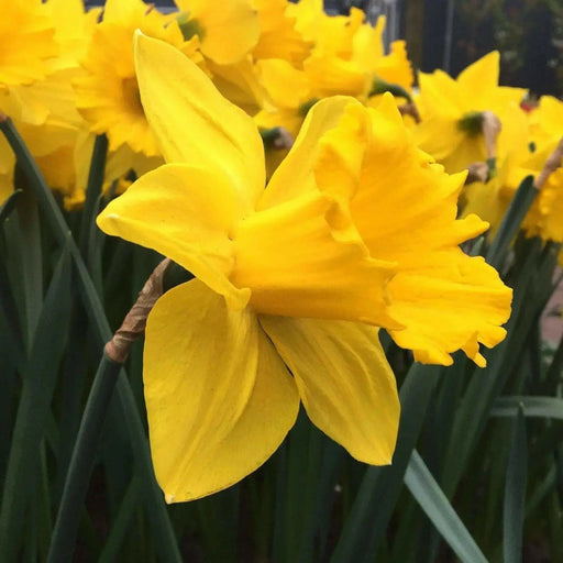 Daffodil Bulb- Marieke, Long lasting, easy care, deer resistant perennials~ Fall Planting - Caribbean garden seed