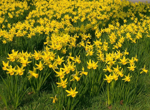 Daffodil Bulb- Mini NARCISSUS ,February Gold - Caribbean garden seed