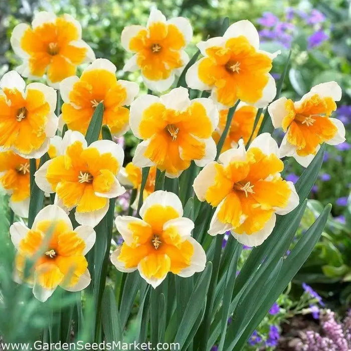 Daffodil Bulb- Orangery' , Great for naturalizing - Caribbean garden seed