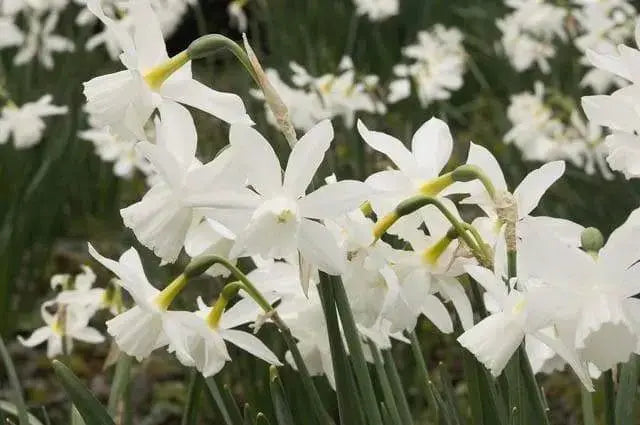 Daffodil Bulb- Thalia, WHITE Mini ,fall planting - Caribbeangardenseed