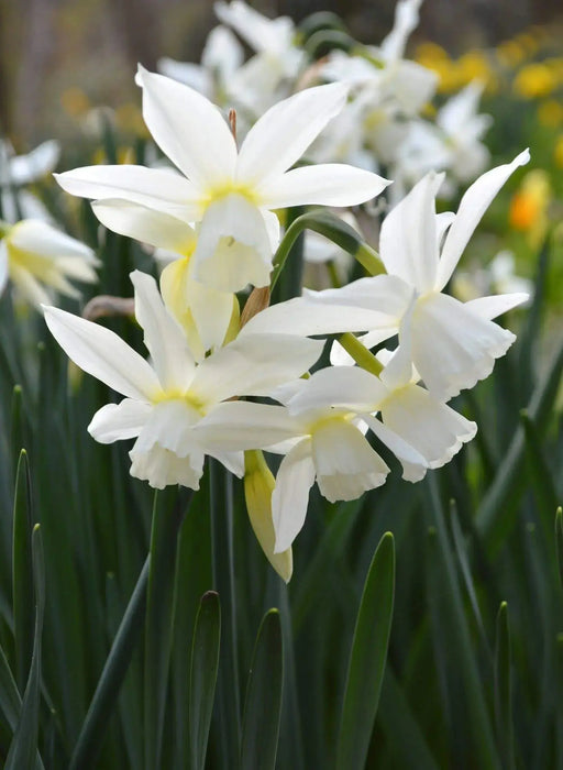 Daffodil Bulb- Thalia, WHITE Mini ,fall planting - Caribbeangardenseed