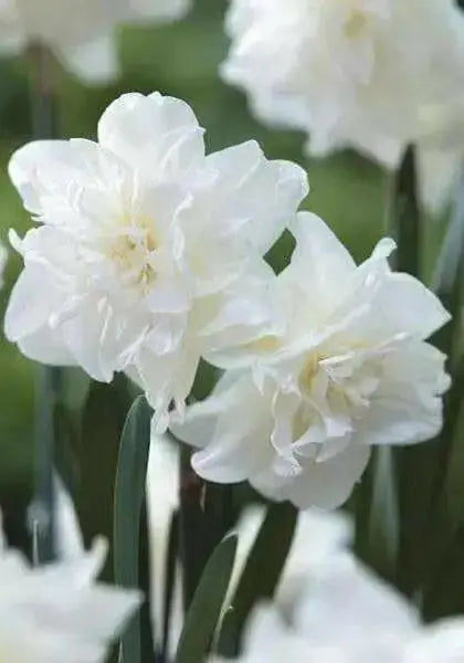 Daffodil Bulb- White Explosion, Deer Resistant Perennials - Caribbean garden seed