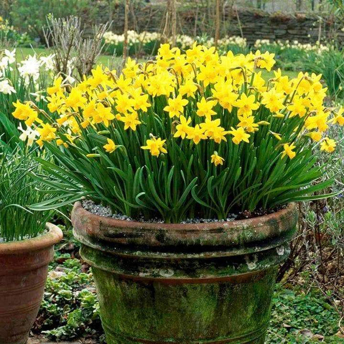 Daffodil BULBS (Miniature) Marie Curie Diamond - Caribbeangardenseed