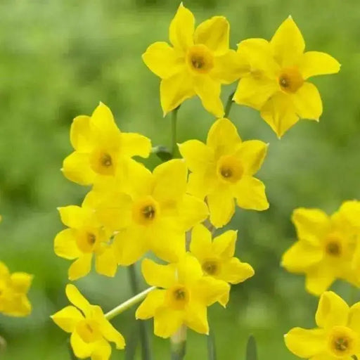 Daffodil Bulbs ,Narcissus Baby Boomer,Compact - Caribbean garden seed