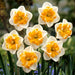 DAFFODIL BULBS - NARCISSUS LOVE CALL, FALL PLANTING - Caribbean garden seed