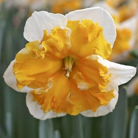 DAFFODIL BULBS - NARCISSUS LOVE CALL, FALL PLANTING - Caribbean garden seed