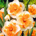 DAFFODIL BULBS - NARCISSUS LOVE CALL, FALL PLANTING - Caribbean garden seed
