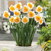 DAFFODIL BULBS - NARCISSUS LOVE CALL, FALL PLANTING - Caribbean garden seed