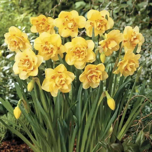 Daffodil Bulbs ,Narcissus Tahiti, Perennial - Caribbean garden seed