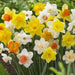 Daffodil Bulbs,Mixed colors,Narcissus Long lasting - Caribbeangardenseed