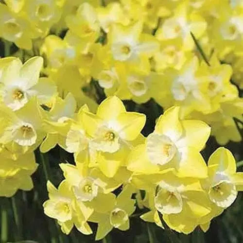 Daffodil Bunch Flowering 'Regeneration" - Caribbean garden seed