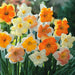 Daffodil  'Butterfly Mixture' BULBS - Caribbean garden seed