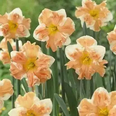 Daffodil  'Butterfly Mixture' BULBS - Caribbean garden seed