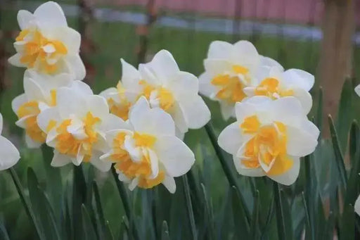 Daffodil Double Star  , Bulbs size 14/16 cm - Caribbean garden seed