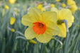 Daffodil FLOWERS Bulb- Kedron , Great for naturalizing - Caribbean garden seed