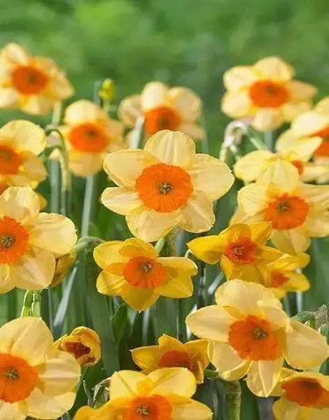 Daffodil FLOWERS Bulb- Kedron , Great for naturalizing - Caribbean garden seed