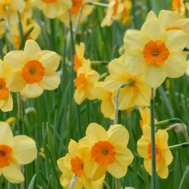 Daffodil FLOWERS Bulb- Kedron , Great for naturalizing - Caribbean garden seed