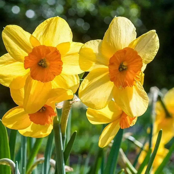 Daffodil FLOWERS Bulb- Kedron , Great for naturalizing - Caribbean garden seed