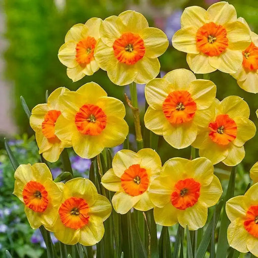 Daffodil FLOWERS Bulb- Kedron , Great for naturalizing - Caribbean garden seed