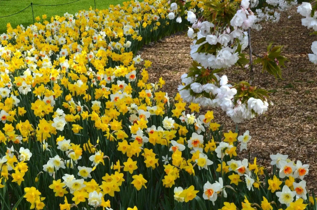 Daffodil  'Large Flowering Mixture' - Daffodil Bulb Size 12/14  cm - Caribbean garden seed