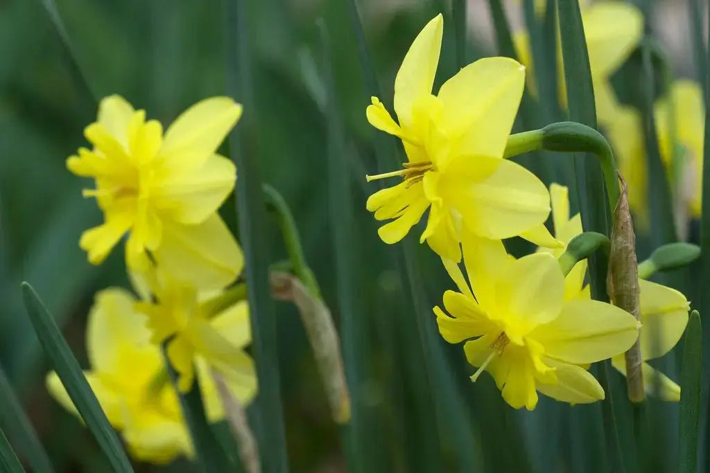 Daffodil Miniature 'Tripartite' Size 12/14 cm - Caribbeangardenseed