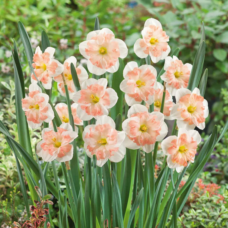 Pink Mallee Double Daffodil Bulbs – Butterfly Daffodil, Fall Planting