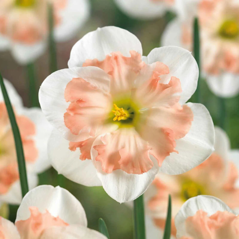 Pink Mallee Double Daffodil Bulbs – Butterfly Daffodil, Fall Planting