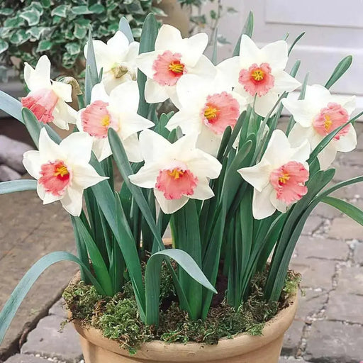 Daffodil  SALOME ,fall bulbs.