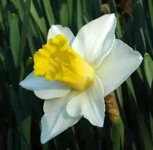 Daffodil  SALOME ,fall bulbs.