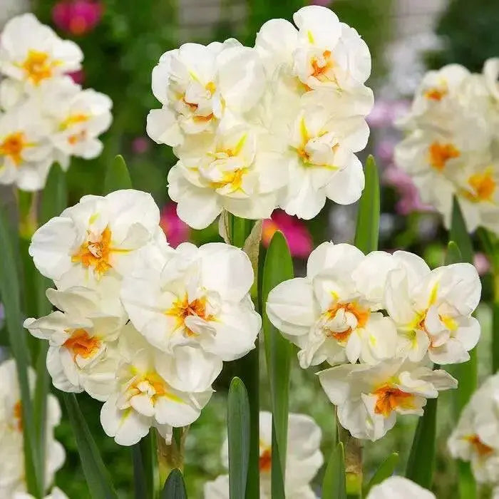 DAFFODIL Sir Winston Churchill , FALL  PLANTING BULBS - Caribbean garden seed