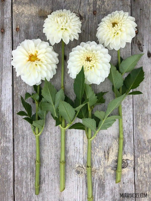 Dahlia ball '‘Boom Boom White’ ' ( 2 Tuber/Plant ) Giant Flowers, Great Cut Flowers - Caribbeangardenseed